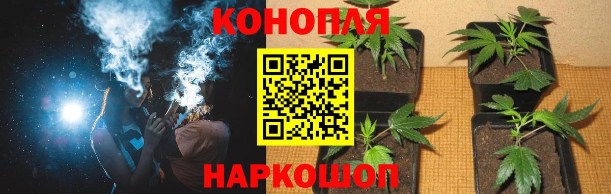 Бошки марихуана семена  Шишки марихуана планчик  Вход с VPN  Кохма  Марихуана Ganja 